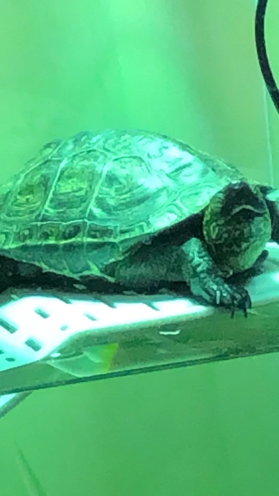 GIF uploaded by 𓂀 𝒦𝑜𝓇𝓇 𓂀