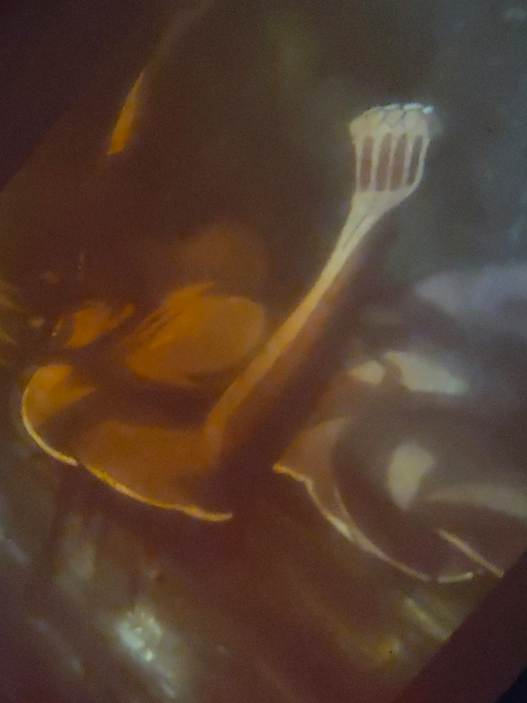 GIF enviado por Larissa