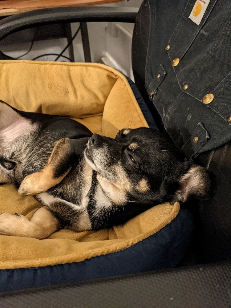 All grown-up , and being lazy...he's a pro at it.