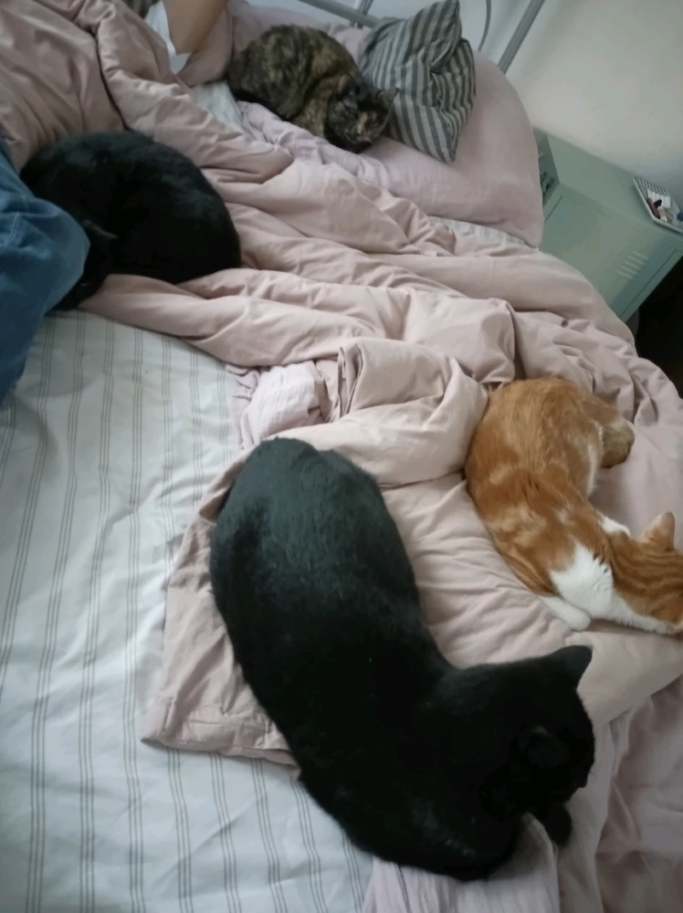 GIF hochgeladen von Harald