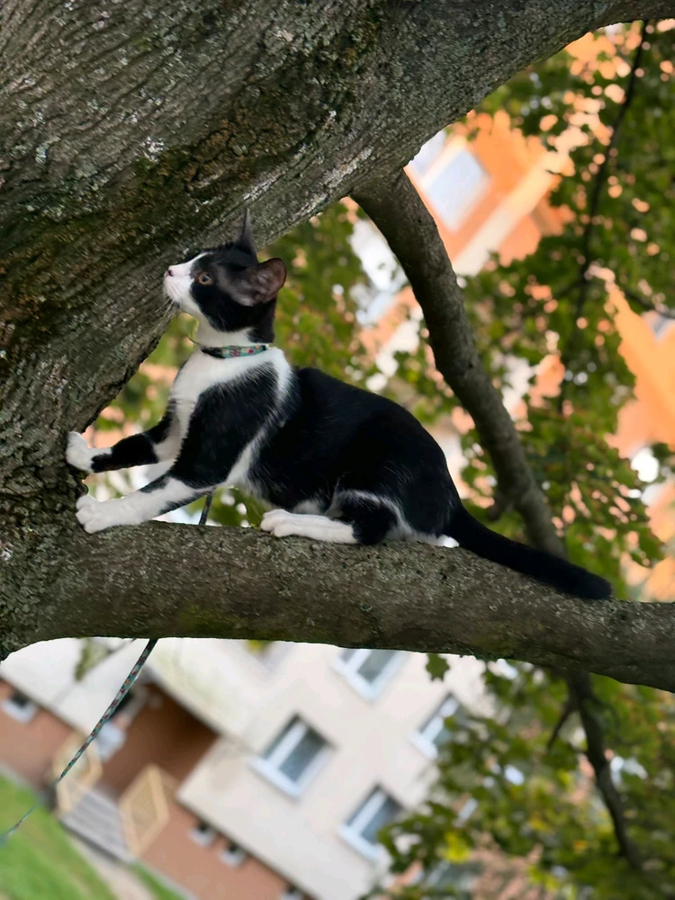 Obrázek nahrál Svatava