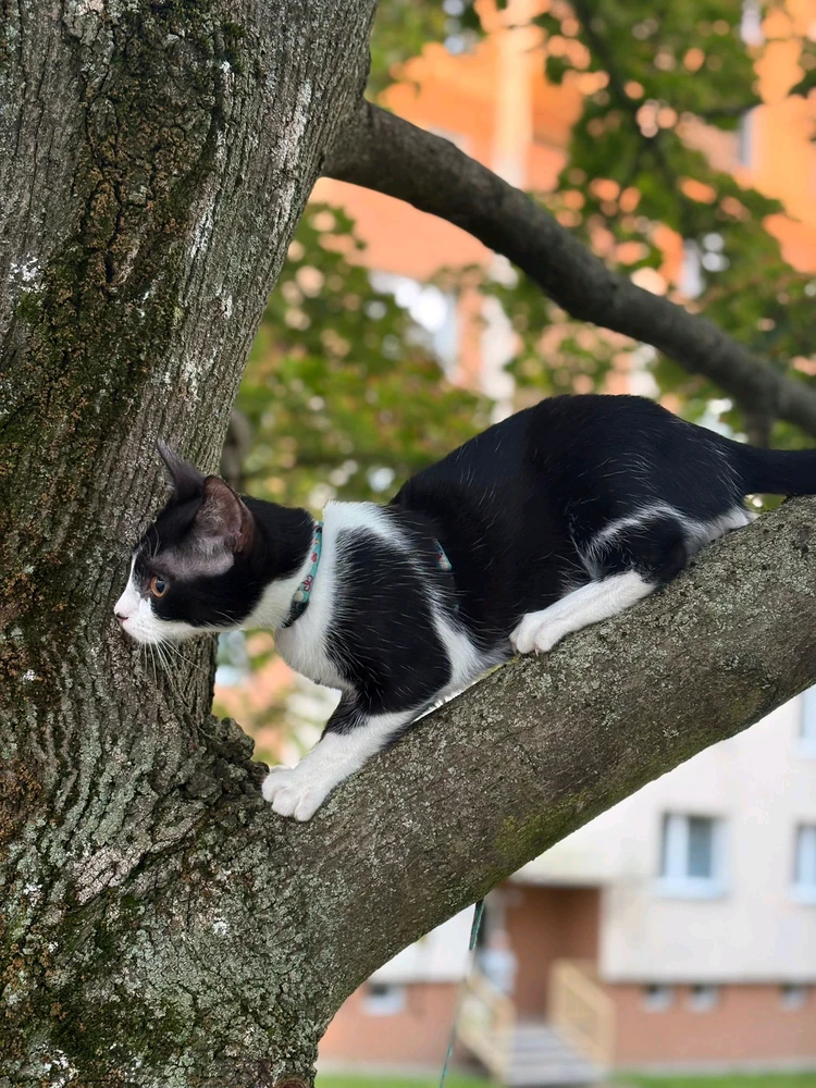 Obrázek nahrál Svatava
