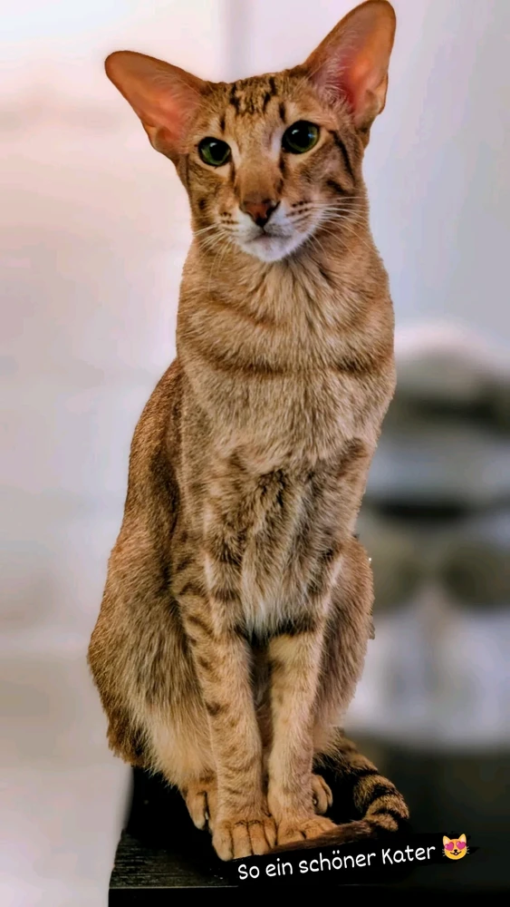 GIF hochgeladen von Matthias