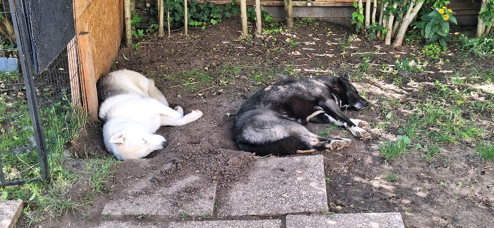 GIF hochgeladen von Roman