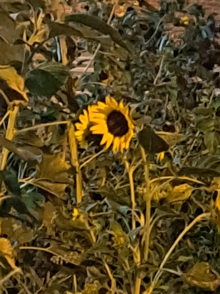 Gambar diunggah dening ᚲᚱᛁᛊᛏᛗᚨ