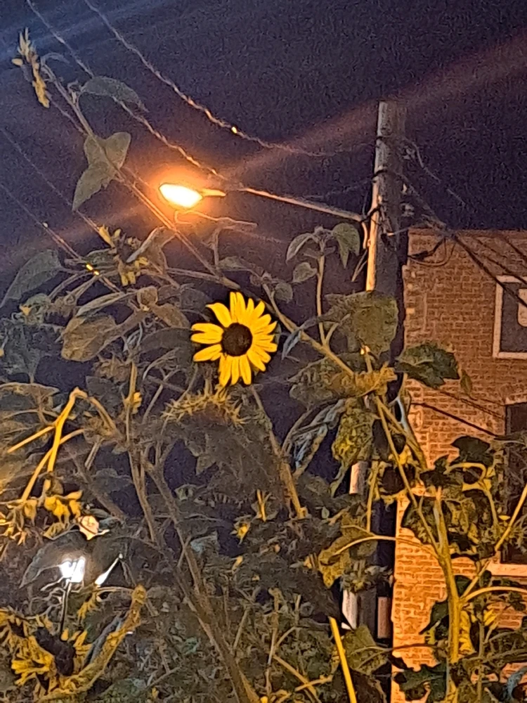 Gambar diunggah dening ᚲᚱᛁᛊᛏᛗᚨ