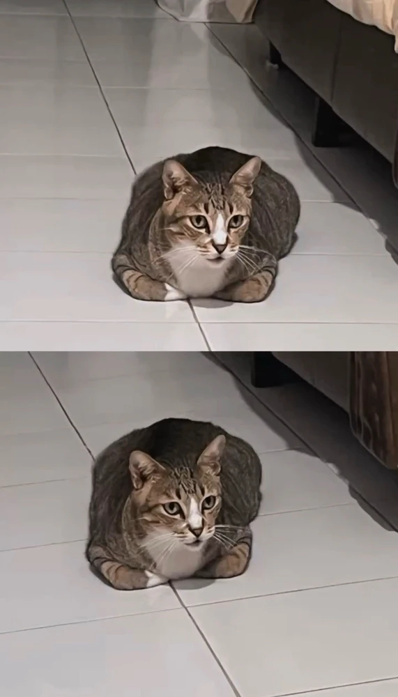 GIF gi-upload ni Siren
