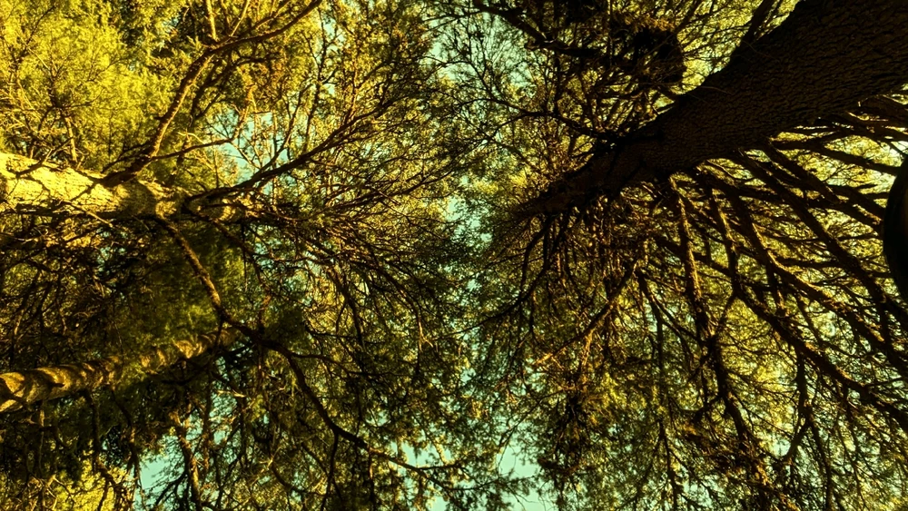 Suf द्वारा अपलोड किया गया GIF