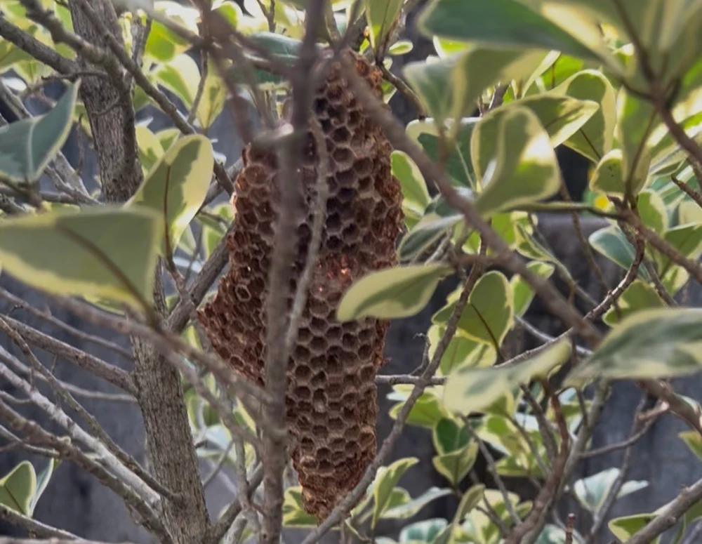 Image uploaded by Kukkik