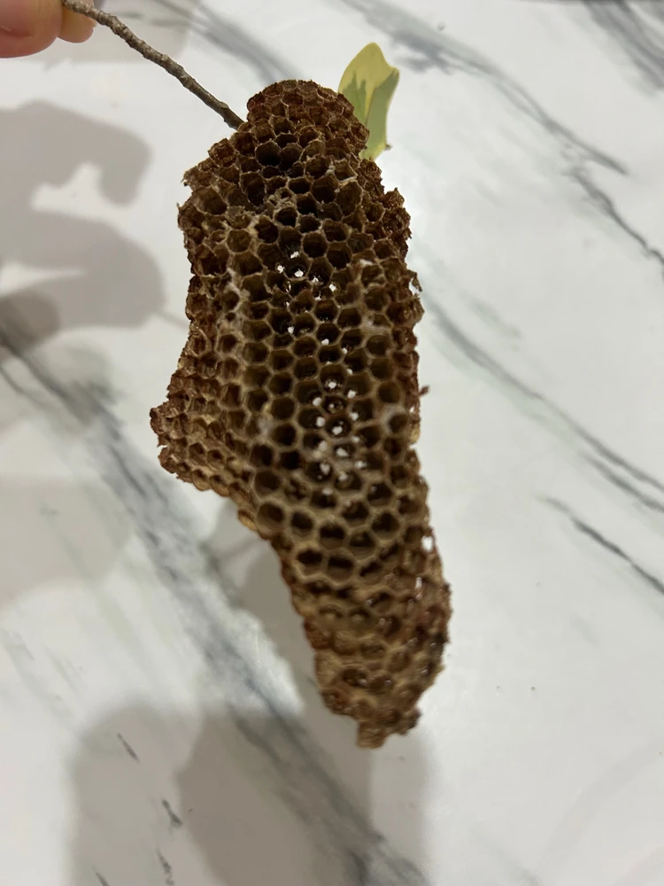 Image uploaded by Kukkik