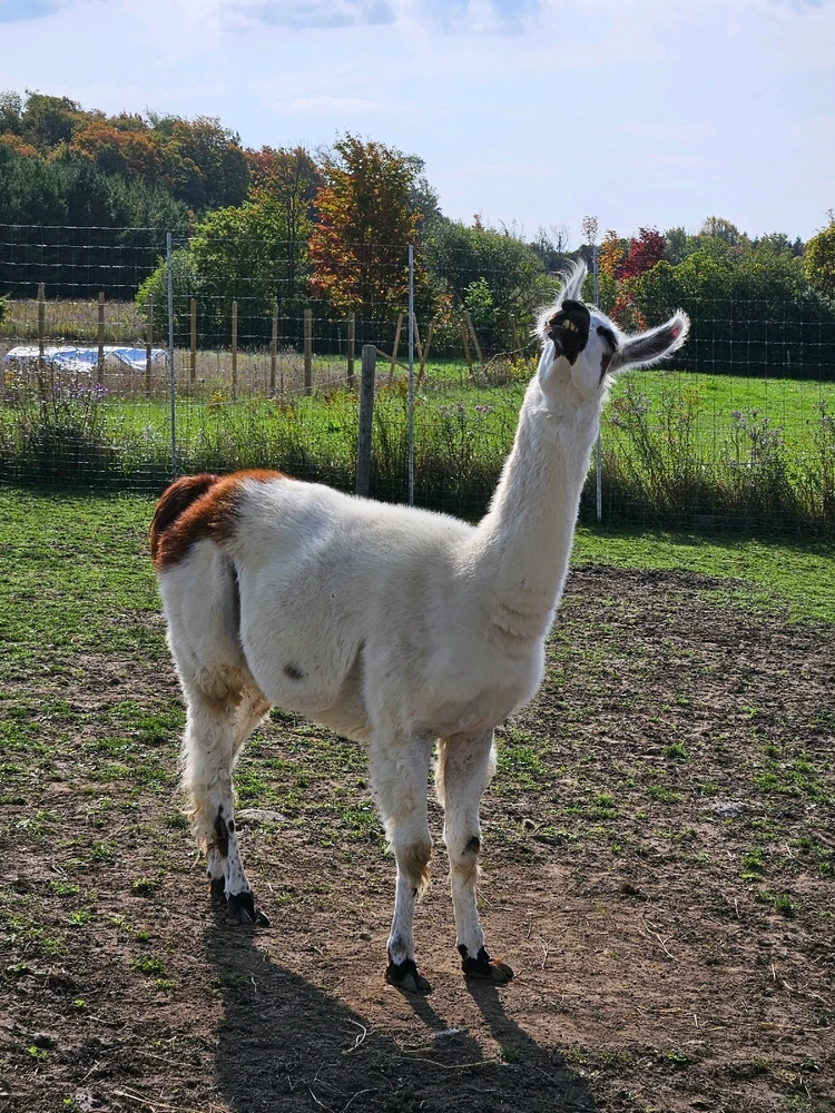 Image uploaded by Daniel