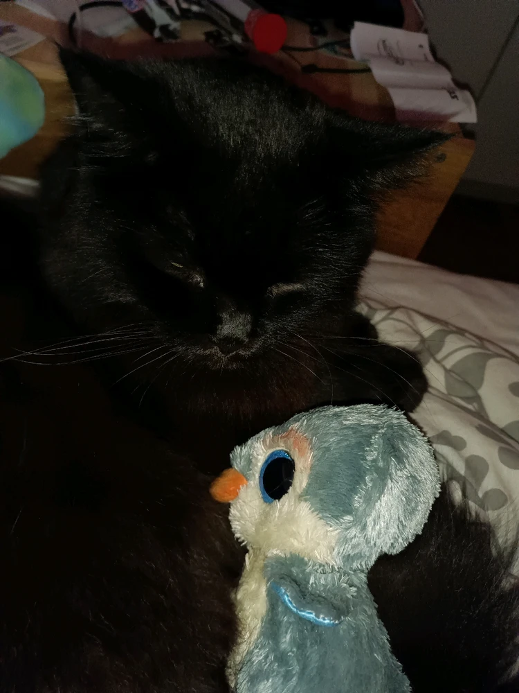 GIF hochgeladen von Flo