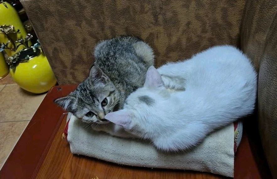 GIF được Mèo Chanh? tải lên