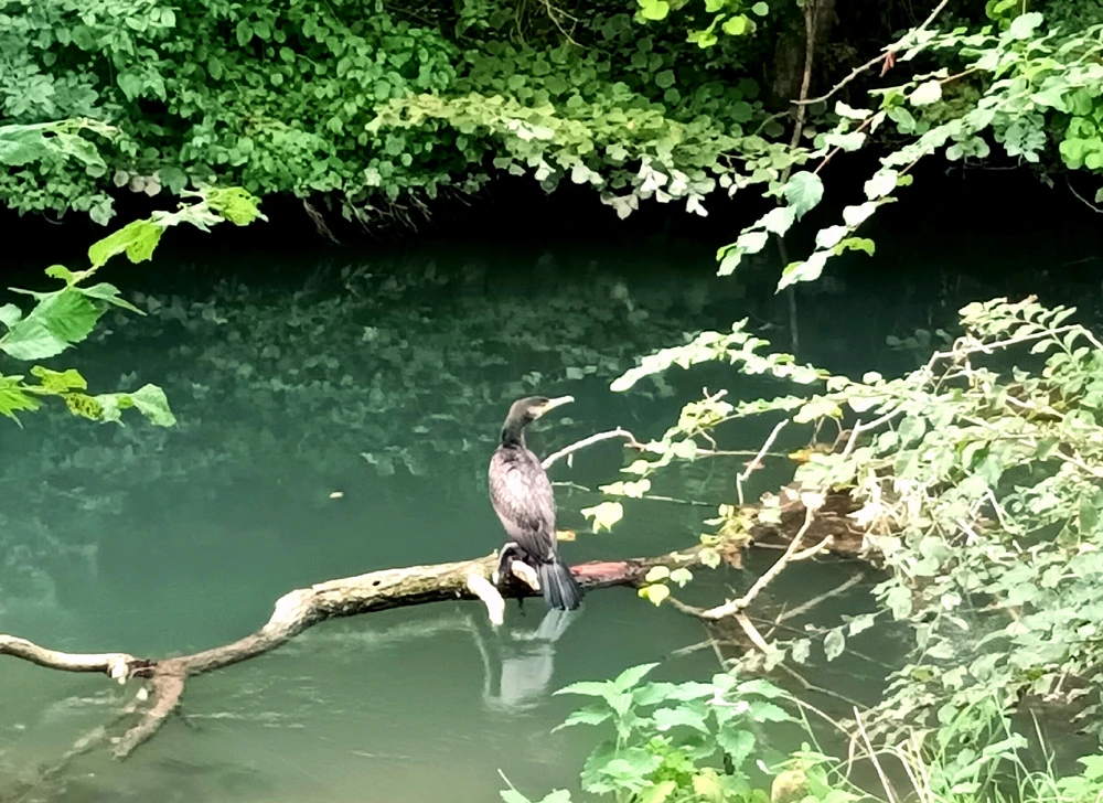 Image ajoutée par Cymoriel🦋