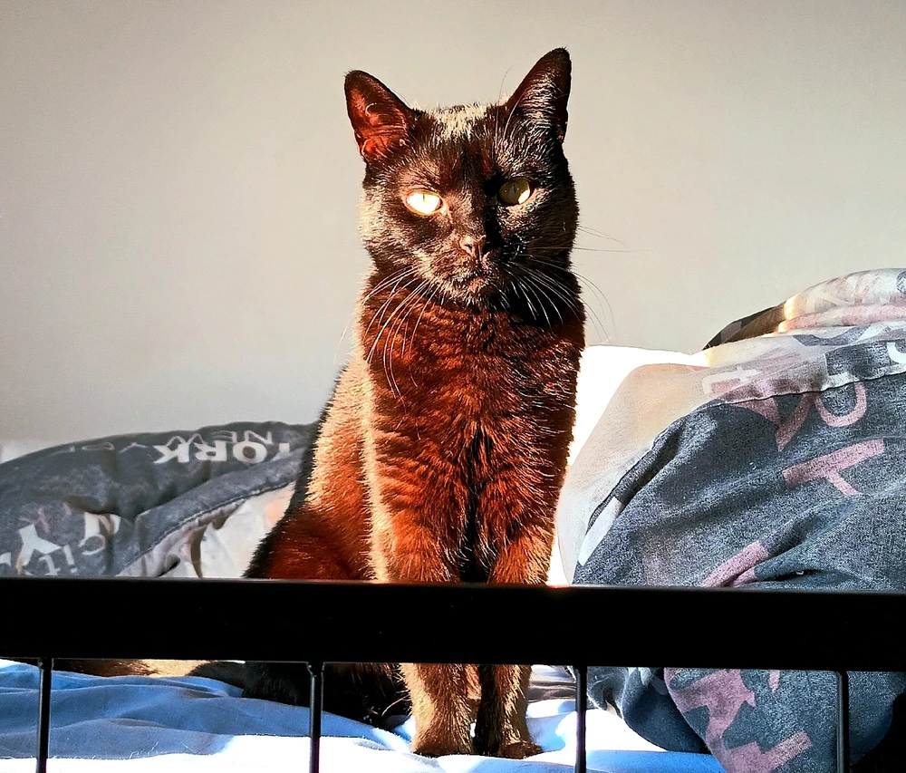 Image ajoutée par Cymoriel🦋