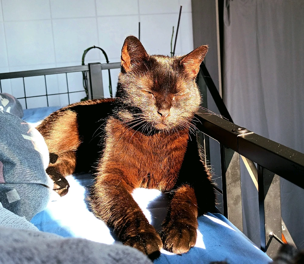 Image ajoutée par Cymoriel🦋