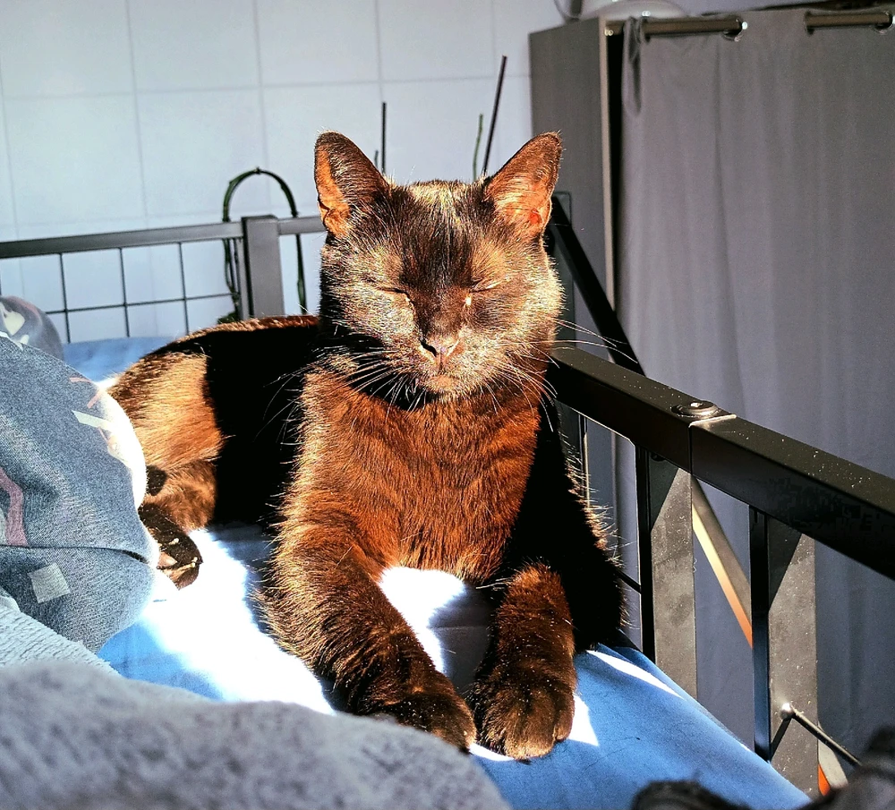 Image ajoutée par Cymoriel🦋