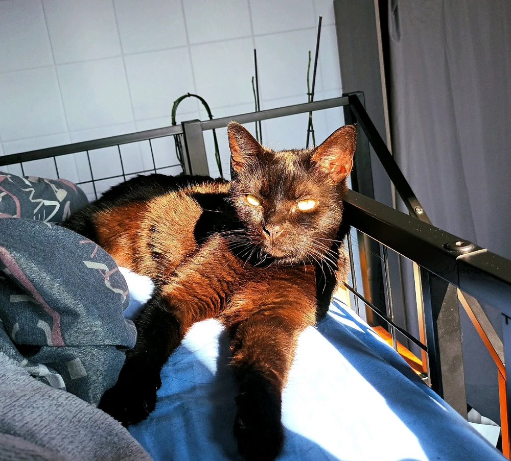 Image ajoutée par Cymoriel🦋