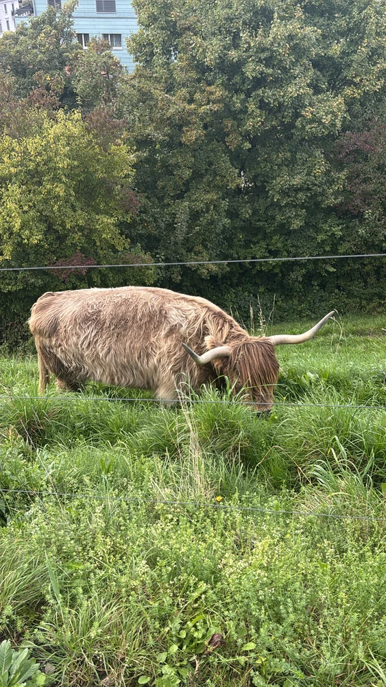 GIF diunggah dening Saru