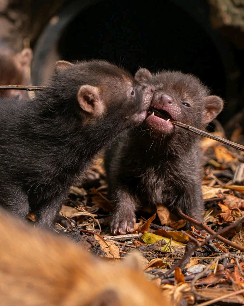 GIF hochgeladen von Osthexe