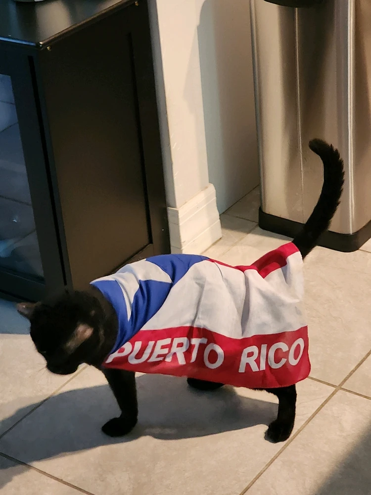 Cats of Puerto Rico
Gatos de Puerto Rico