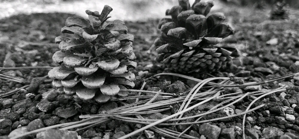 Image uploaded by Ŕąfet