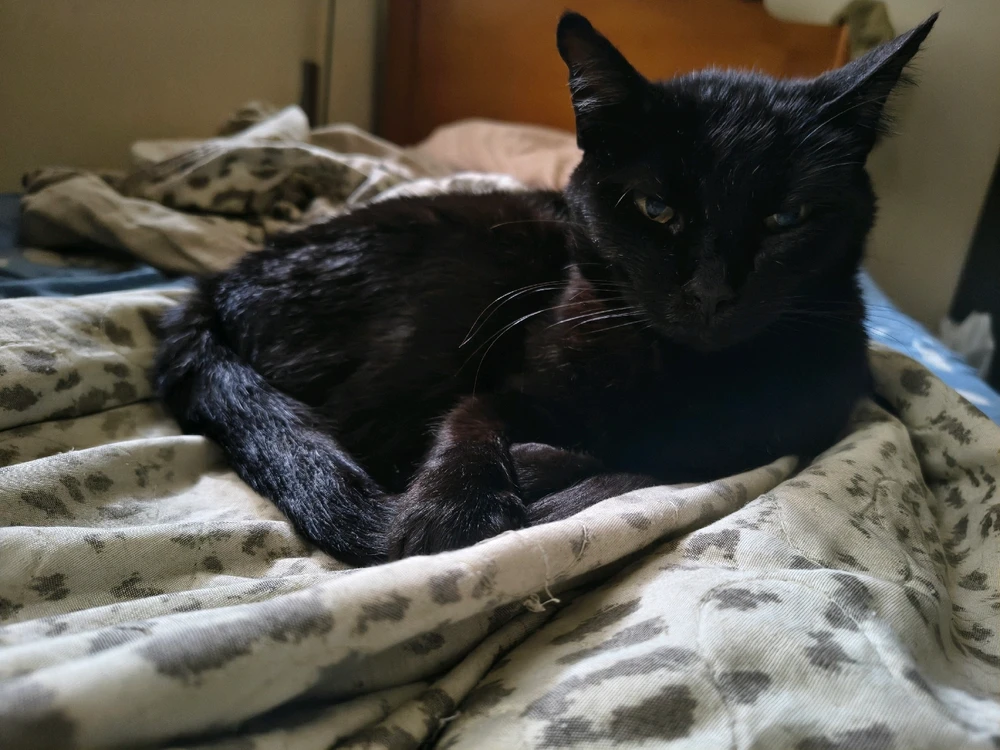 Minha preguiça em forma de gato 😅