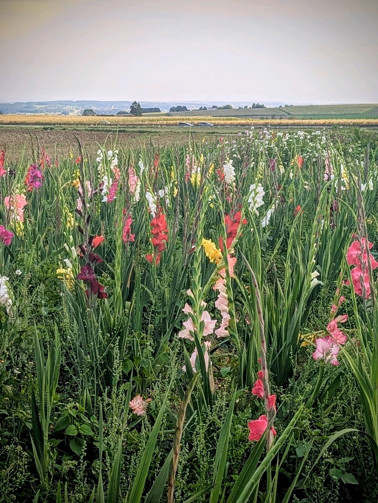 GIF hochgeladen von Iri