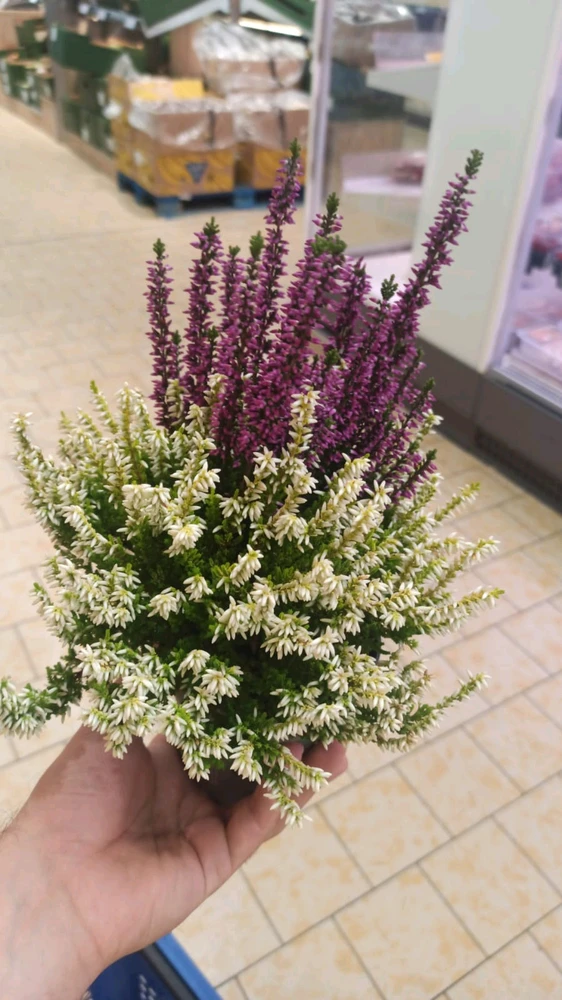 GIF uploaded by Gökhan