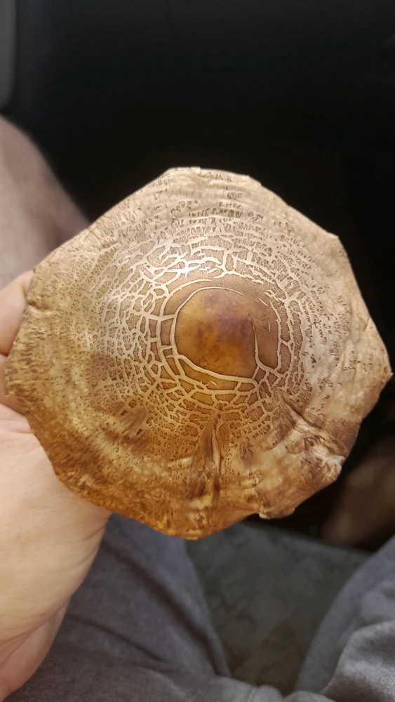 Imagem enviada por Celso