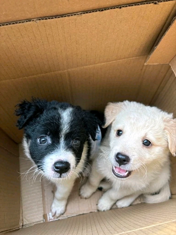 Image uploaded by Lyxhie