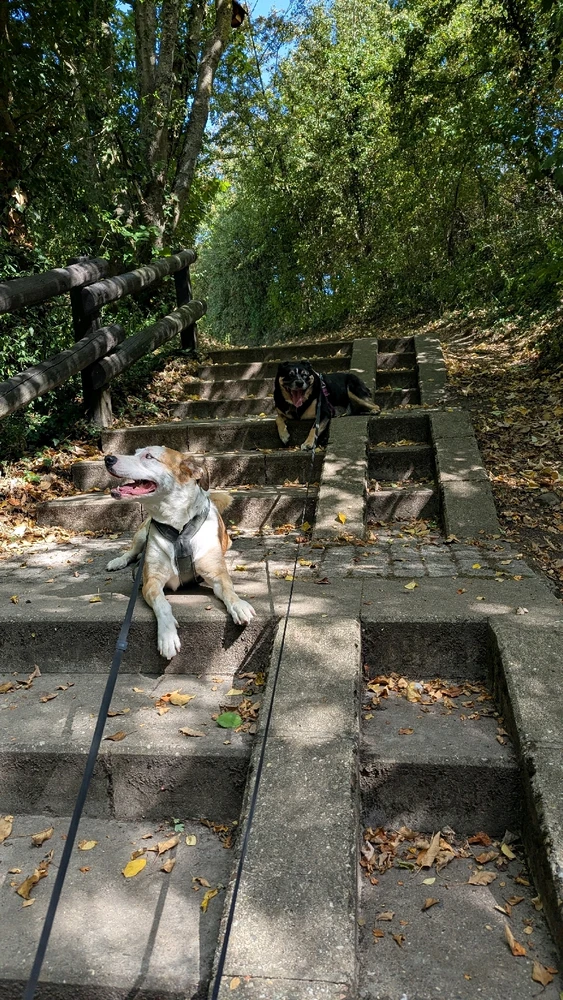 Spaziergang mit den Wautzelinos