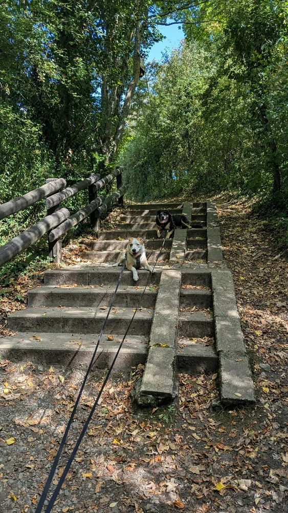 Spaziergang mit den Wautzelinos