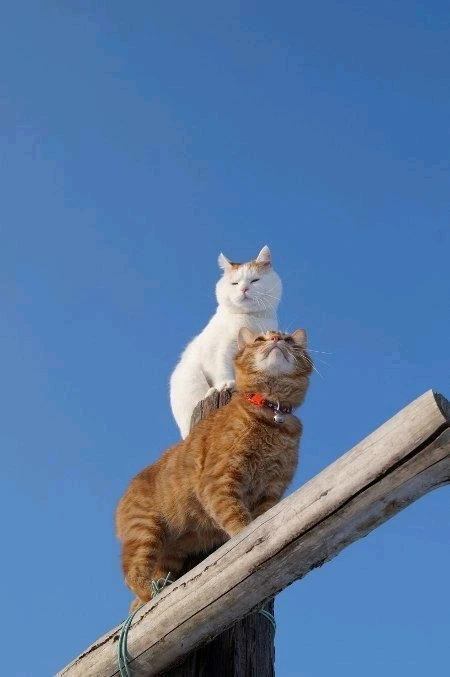 Image uploaded by 𝓢𝓮𝓻𝓮𝓷 • 𝓢𝓮𝓻𝓮𝓷𝓭𝓲𝓹𝓲𝓽𝔂