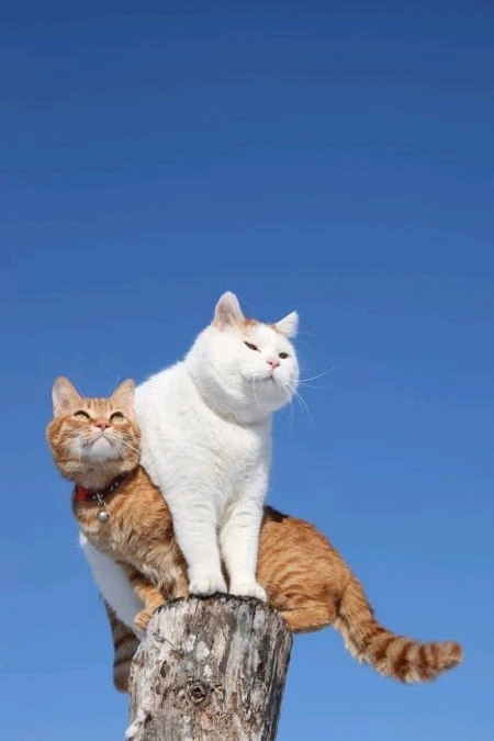 Image uploaded by 𝓢𝓮𝓻𝓮𝓷 • 𝓢𝓮𝓻𝓮𝓷𝓭𝓲𝓹𝓲𝓽𝔂