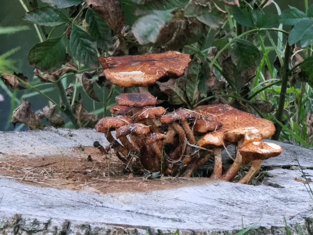 Image uploaded by Mila