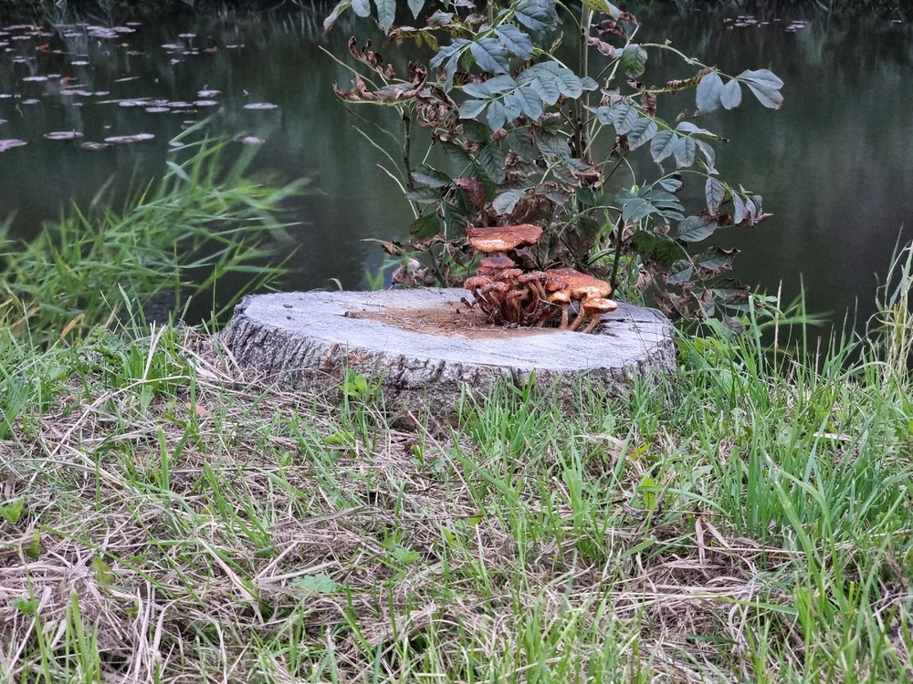 Image uploaded by Mila