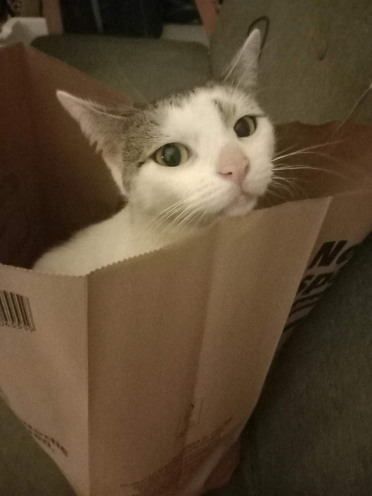 Davidがアップロードした画像