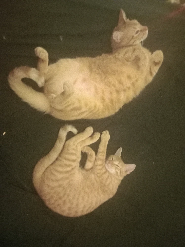 Davidがアップロードした画像