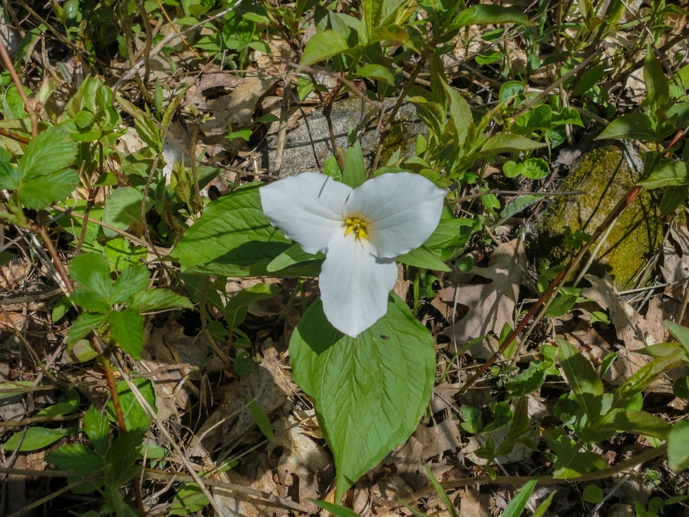 Trillium, the provincial flower of Ontario.