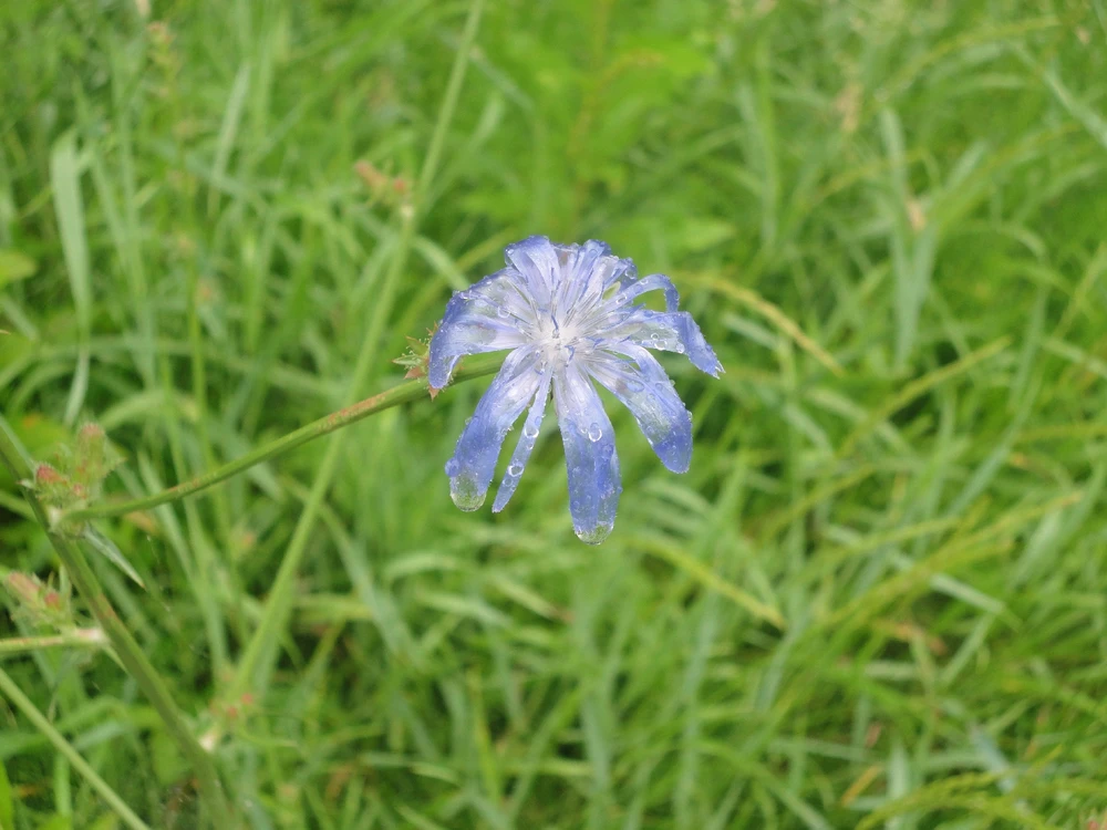 A flower on a rainy day