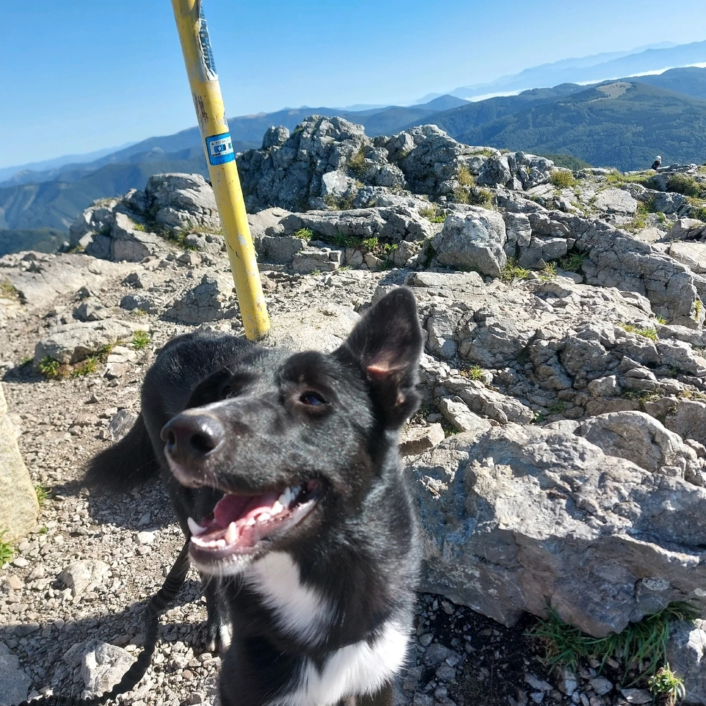 Image uploaded by Patrik