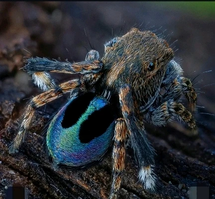 Immagine caricata da CX