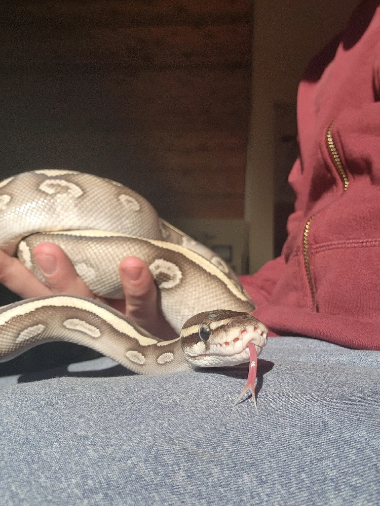 Gambar diunggah dening Dominick