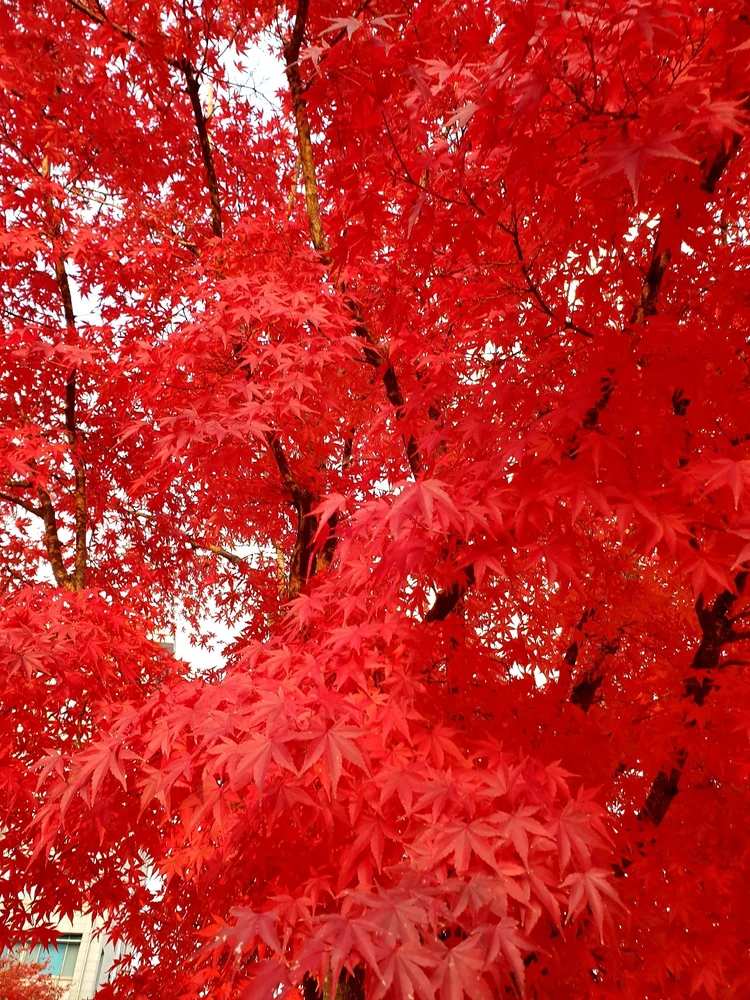 Image uploaded by Hanan