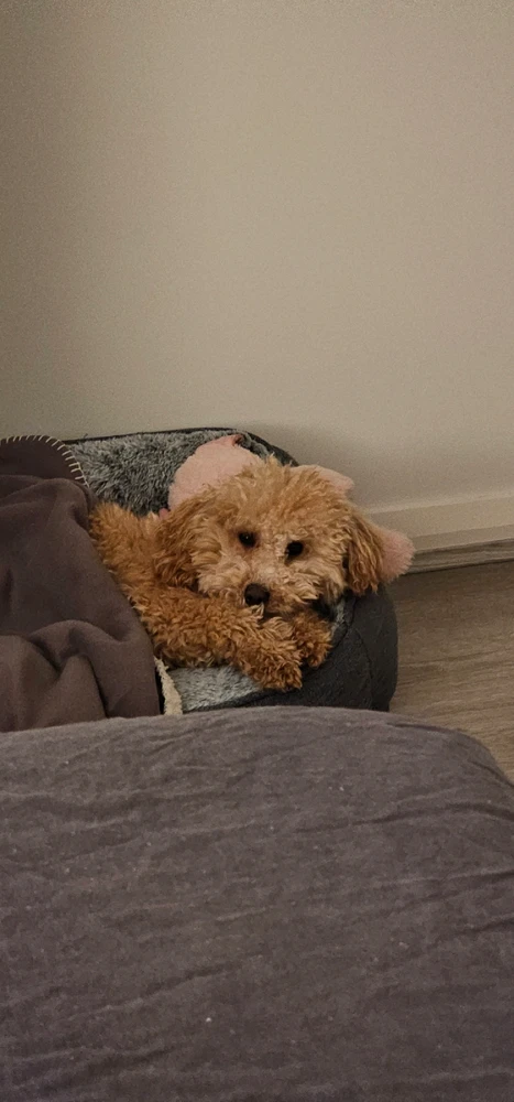 Post your doggy pics