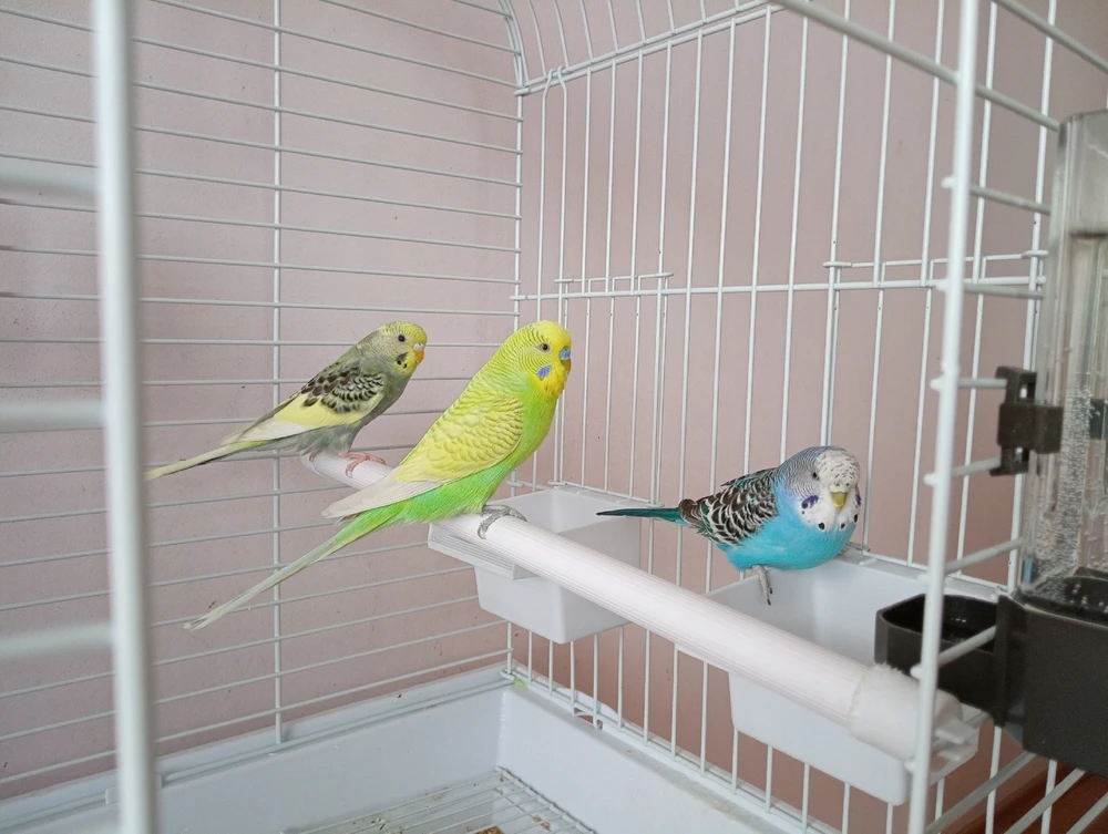 GIF качен от Geri