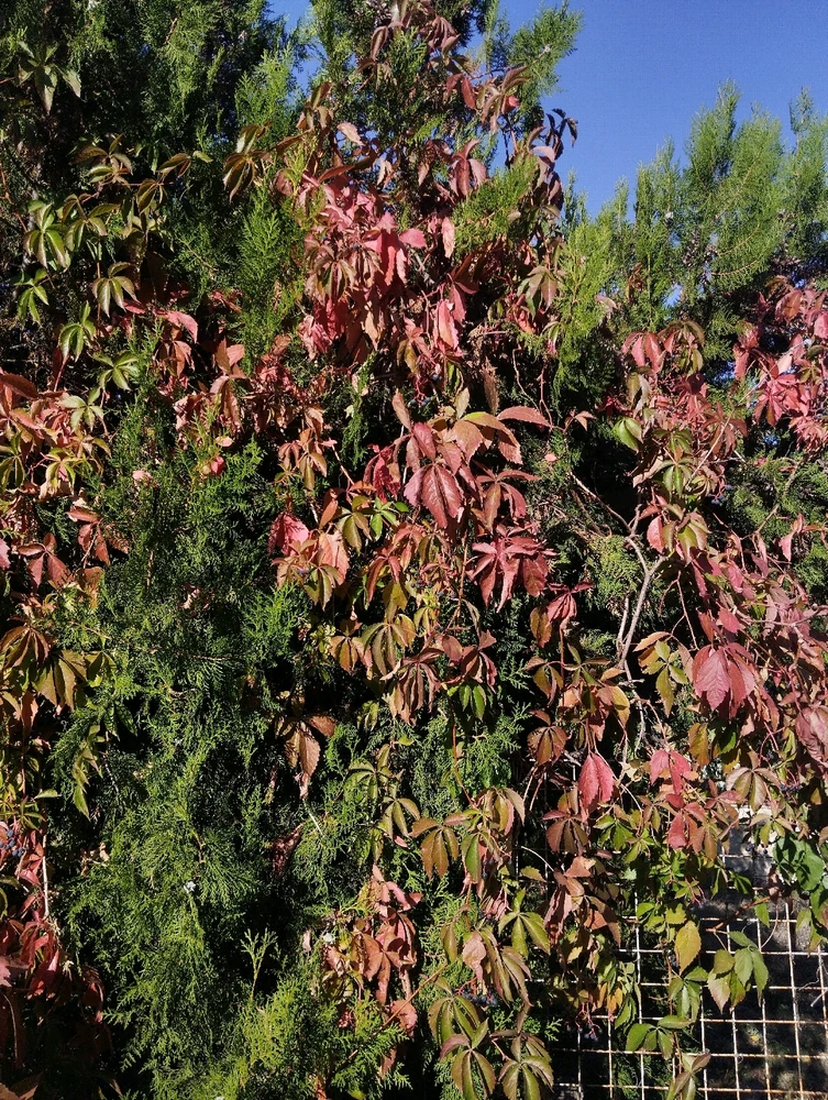 Image uploaded by Milijana