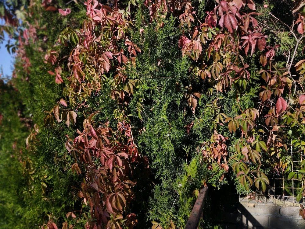 Image uploaded by Milijana