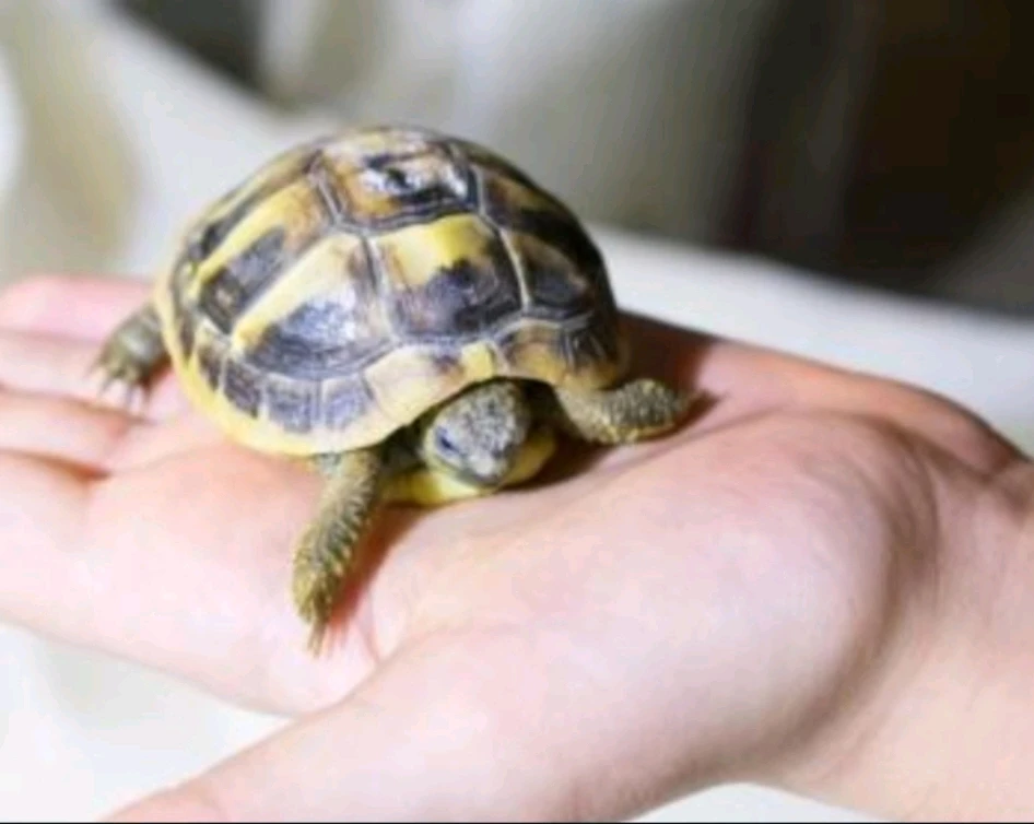 Image uploaded by Valde